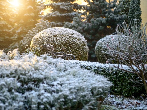 How to Liven Up Your Winter Landscape