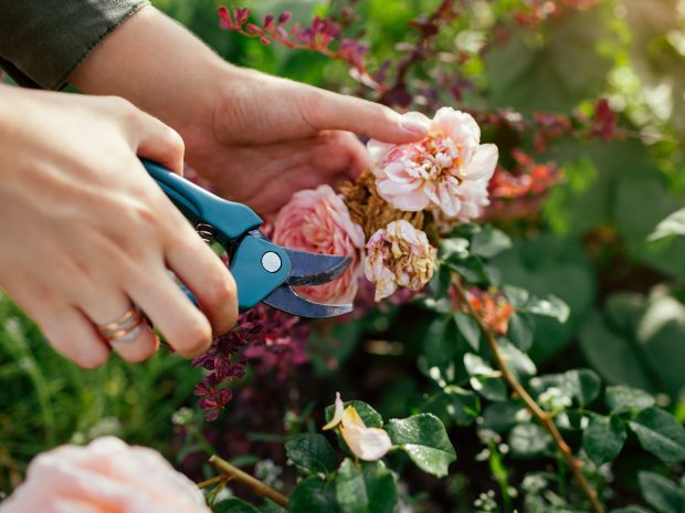 Landscaping Tips for Late Summer