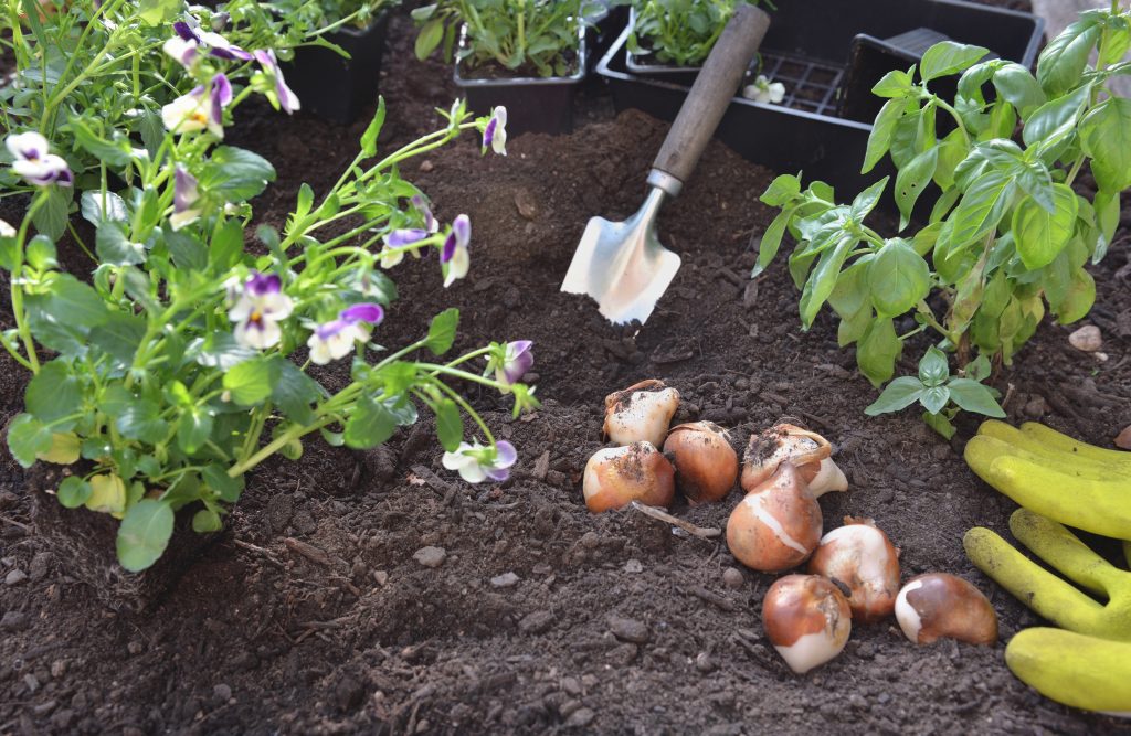 what-should-i-plant-in-the-fall-redbud-landscape-garden