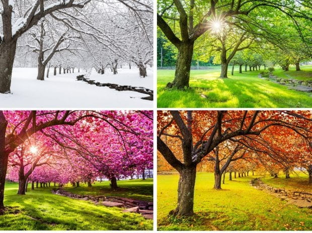 What’s the Best Way to Care For My Lawn in Each Season?