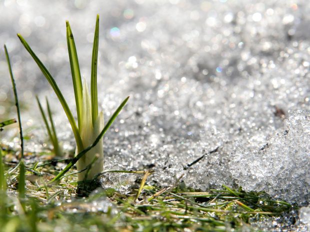 Why Should You Begin Planning Your Spring Landscaping in the Winter?