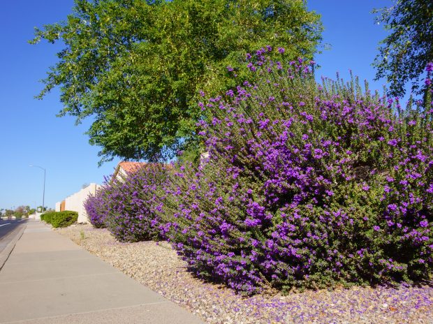 How Can I Create a Low-Maintenance Landscape That Still Looks Beautiful?