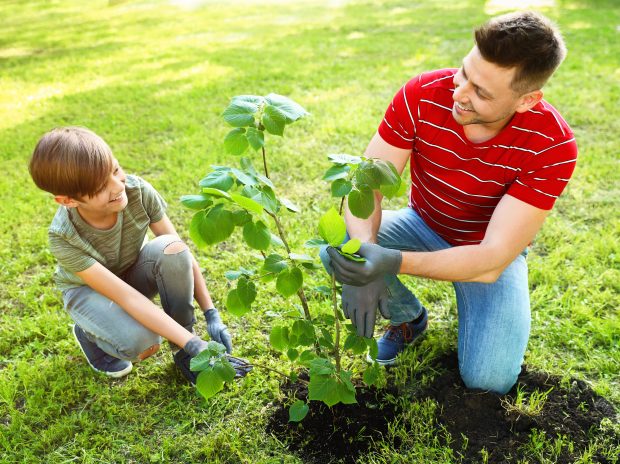 Why Is Fall the Perfect Time to Plant Trees?
