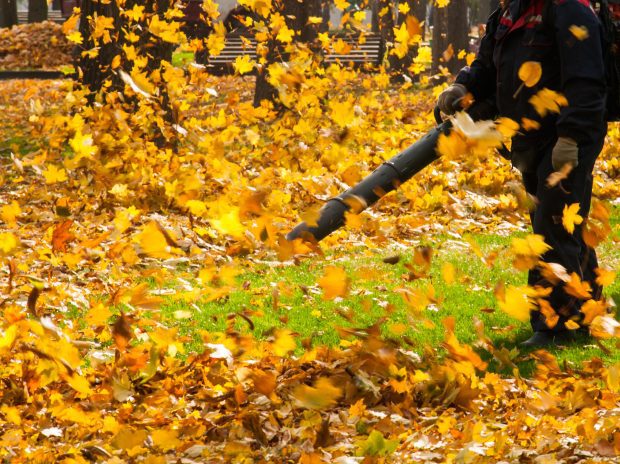 How Often Should You Schedule Commercial Leaf Removal?